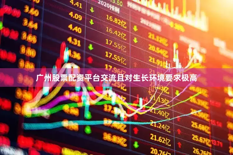 广州股票配资平台交流且对生长环境要求极高